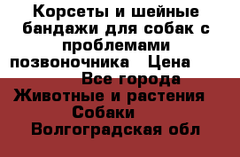 Корсеты и шейные бандажи для собак с проблемами позвоночника › Цена ­ 2 500 - Все города Животные и растения » Собаки   . Волгоградская обл.